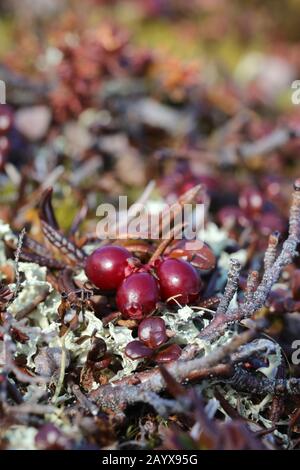 Primo piano di mirtilli rossi maturi o lingonberries che crescono sulla tundra artica con foglie che cambiano in colori autunnali, che si trovano vicino ad Arviat, Nunavut Foto Stock