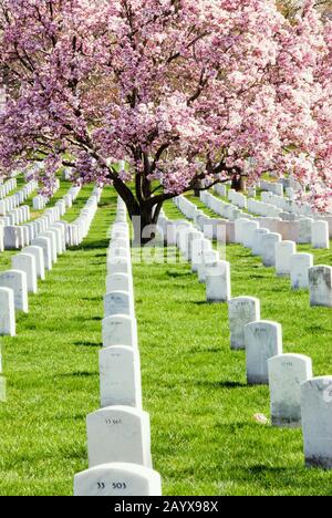 Primavera al Cimitero di Arlington Virginia USA. Un meraviglioso albero di magnolia piattino in piena fioritura tra tutte le lapidi senza nome. Foto Stock