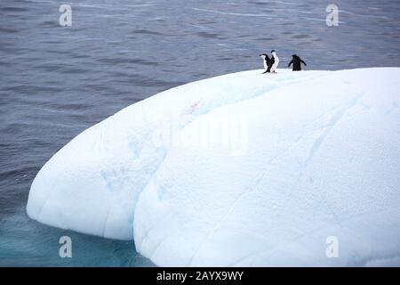 Pinguini di Cintrap su un iceberg al largo della penisola antartica vicino all'isola di Deception. Foto Stock
