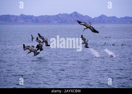 Pellicani marroni (Pelecanus occidentalis) tuffano per il pesce vicino Loreto in Baja California, Messico. Foto Stock