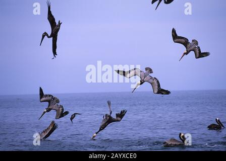 Pellicani marroni (Pelecanus occidentalis) tuffano per il pesce vicino Loreto in Baja California, Messico. Foto Stock