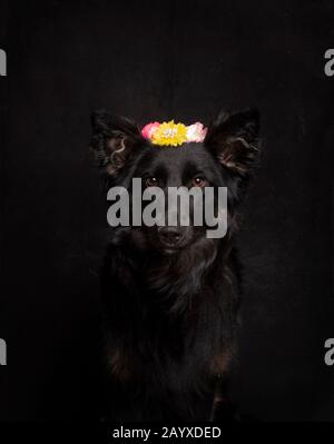 Bel Collier Bordo nero con fascia floreale sulla testa guardando la fotocamera su uno sfondo nero in studio Foto Stock