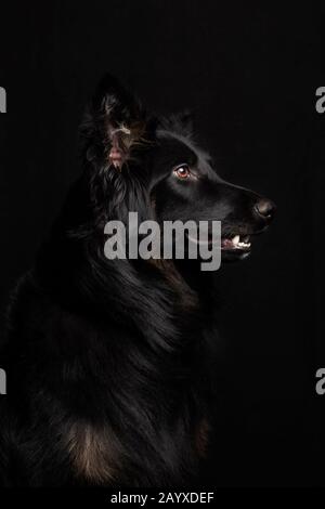 Bel Ritratto Di Border Collie testa dal lato su uno sfondo nero in studio Foto Stock
