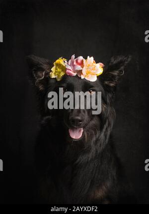 Bel ritratto di Collier Bordo nero con fascia floreale su sfondo nero in studio Foto Stock