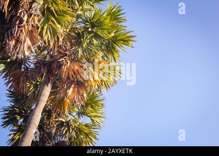 Gruppo di palme palmyra con sfondo blu cielo in Pulicat, Tamil Nadu, India. Pulicat è una città situata a nord di Chennai. Foto Stock