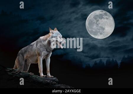 Wolf si erge sul bordo di una roccia di notte su uno sfondo lunare completo Foto Stock