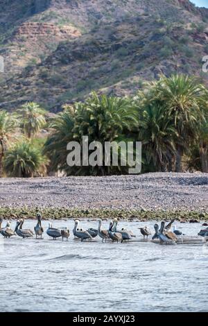 Pellicani marroni (Pelecanus occidentalis) seduti su una spiaggia nella baia di Aqua Verde, un piccolo villaggio di pescatori vicino Loreto, Mare di Cortez in Baja Califo Foto Stock