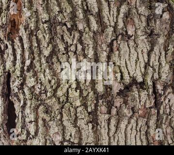 Piccole frequenti crepe nella corteccia di un albero, simile a carta sbriciolata piccole frequenti crepe nella corteccia di un albero, simile a carta sbriciolata Foto Stock