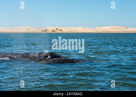 Balena grigia (Eschrichtius robustus) madre con vitello nella baia di Magdalena, uno dei terreni di allevamento dove partoriscono, vicino a San Carlos in Baja Calif Foto Stock