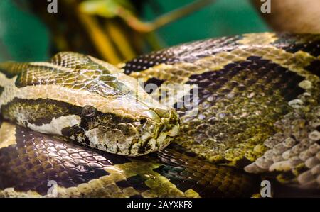 testa e occhio grande serpente anaconda primo piano Foto Stock