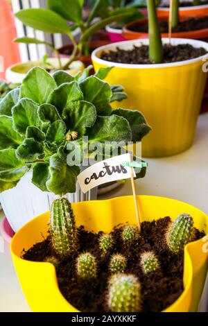 Piante verdi e fiori sul davanzale in un appartamento della città. Cactus Foto Stock