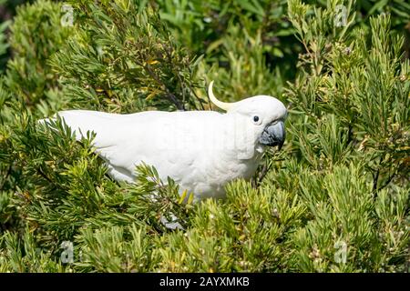 Cacatua galerita, nutrimento in Bush, Queensland, Australia 19 dicembre 2019 Foto Stock