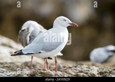 Gabbiano d'argento, bicocephalus novaehollandiae o Larus novaehollandiae, adulto che si trova sulla costa, Victoria, Australia 18 dicembre 2019 Foto Stock