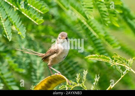 Fairy-wren rosso-sostenuto, Malurus melanocephalus, femmina arroccato sulla vegetazione, Cairns, Australia 4 gennaio 2020 Foto Stock