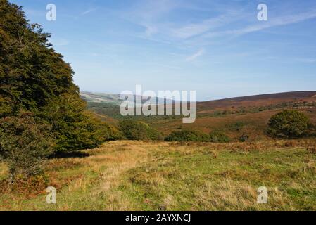 Vista da Dicky's Path, sotto Dunkery Beacon vicino a Sweetworthy guardando verso L'Alto Combe verso Dunkery Hill e Luccombe Hill Foto Stock