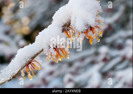 Un cespuglio in fiore di Witch Hazel (Hamamelis i Jelena) è coperto di neve nel mese di gennaio in un giardino Bellevue, Washington state, USA. Foto Stock