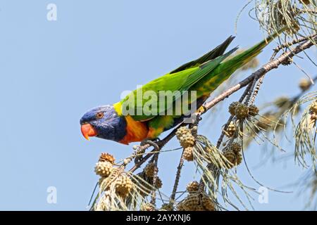 Arcobaleno loricheet, Trichoglossus moluccanus, alimentazione nell'albero, Cairns, Australia 12 gennaio 2020 Foto Stock