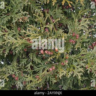 Thuja verde con aghi morbidi e coni marroni Foto Stock