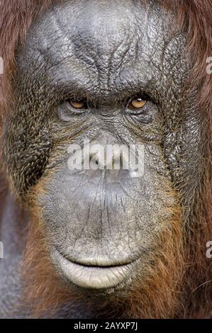 Tiere, Saeugetiere, Affen, Menschenaffen, Orang-Utan, Sumatra Orang-Utan, (molle pygmaeus abelii), Primaten, animali mammiferi, Foto Stock