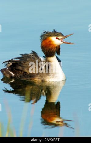 Haubentaucher, Svasso maggiore, Podiceps christatus Foto Stock