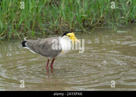 Lapwing mascherato, miglia Vanellus, in piedi in acque poco profonde, Queensland, Australia Foto Stock