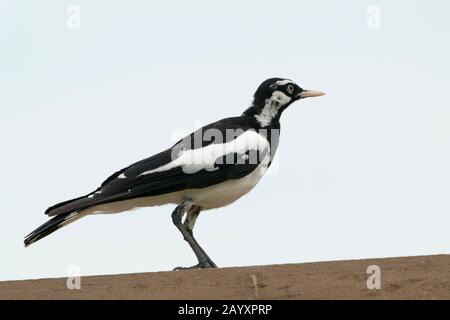 Magpie lark, Grallina cianoleuca, adulto in piedi sul muro, Townsville, Queensland, Australia 7 gennaio 2020 Foto Stock