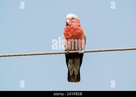 Galah (Eolophus roseicapilla) adulto arroccato su telegrafo filo, Queensland, Australia Foto Stock