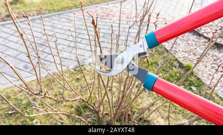 Dimostrazione di pruning primavera cespuglio di ribes con cesoie da giardino. Lavori stagionali in giardino. Giardinaggio sui principi di agricoltura biologica naturale. Foto Stock