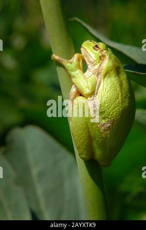 frog verde germogli Foto Stock