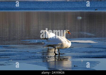 Cigni bianchi su un lago colorato Foto Stock