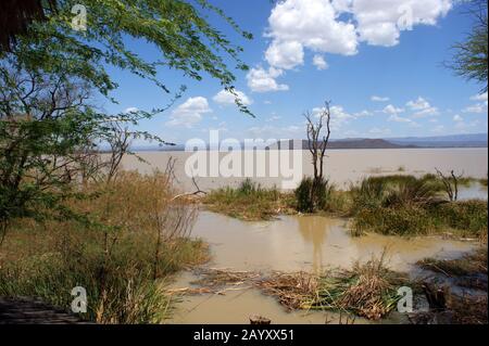 Lago Baringo, Africa, Kenya Foto Stock