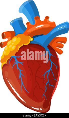 Illustrazione medica del vettore di anatomia cardiaca umana. Organo vitale realistico isolato su sfondo bianco Illustrazione Vettoriale