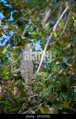 Una iguana verde (Iguana iguana), conosciuta anche come iguana comune in un albero sulla riva di un affluente del fiume Cuiaba vicino a Porto Jofre nel nord Foto Stock