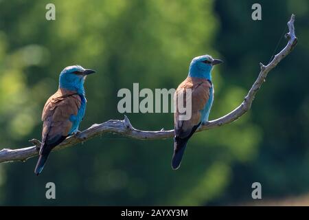 Due rulli europei, Coracias garrulus, seduti in un vecchio albero, parco Kiskunsági Nemzeti, Ungheria Foto Stock