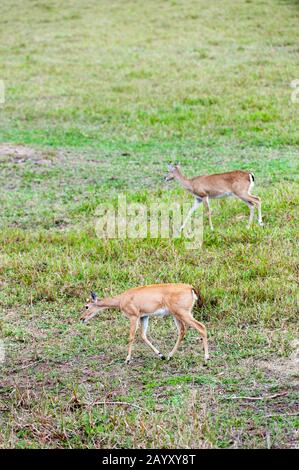 Pampas Deer (Ozotoceros bezoartius) al Caiman Ranch nel Pantanal meridionale in Brasile. Foto Stock