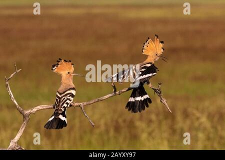 Due hoopi eurasiatici, epop Uppa, uno seduto e uno in volo e atterrare in un vecchio albero, parco nazionale Kiskunsági Nemzeti, Ungheria Foto Stock