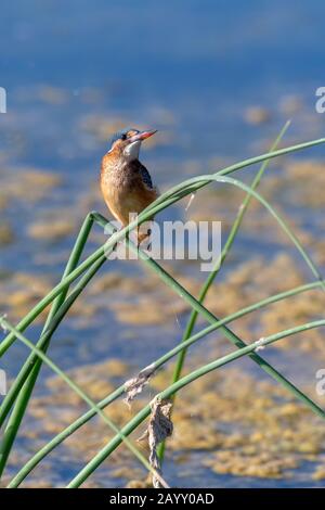 Martin pescatore di malachite sub-adulto Foto Stock