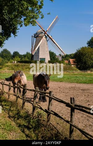 Genk, Fiandre, Belgio - 30 AGOSTO 2019 : paesaggio rurale fiammingo con 2 cavalli, una recinzione in legno e un vecchio mulino a vento tradizionale nel museu all'aperto Foto Stock