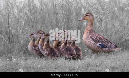 Mallard femmina e anatroccoli camminare in erba Foto Stock