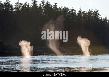 Colpi retroilluminati di balene Humpback (Megaptera novaeangliae) nel Passaggio di Stephens vicino all'isola di Whitney, la foresta nazionale di Tongass, l'Alaska sudorientale, gli Stati Uniti. Foto Stock