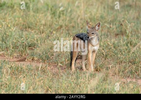 Un curioso Jackal con supporto Black durante il safari, nel Parco Nazionale di Tarangire, in Africa Foto Stock