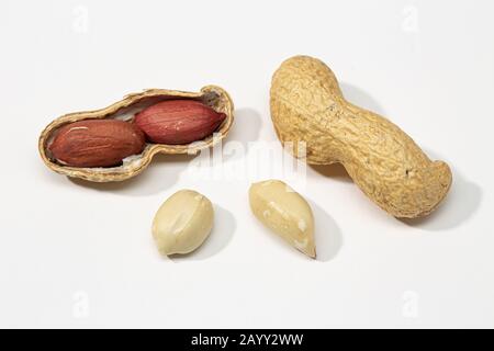 Arachidi secche isolate su sfondo bianco. Arachis ipogaea Foto Stock