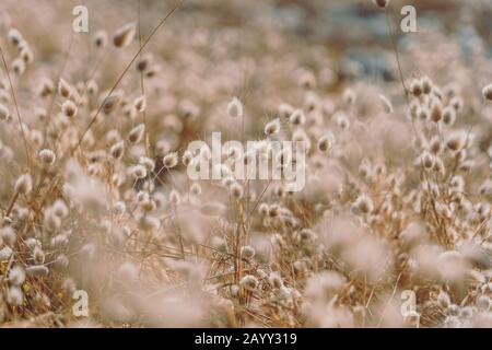 Bunny code erba in stile vintage; sfondo natura Foto Stock