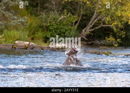 Un orso bruno (Ursus arctos) sta scuotendo via l'acqua dopo aver preso un salmone al lago di Brooks nel Parco Nazionale di Katmai e Preserve, Alaska, Stati Uniti. Foto Stock