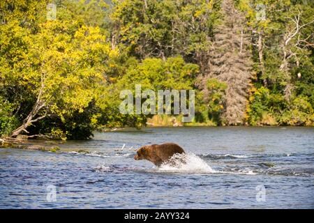 Un orso bruno (Ursus arctos) sta inseguendo dopo il salmone al lago Brooks nel Katmai National Park and Preserve, Alaska, Stati Uniti. Foto Stock