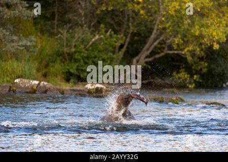 Un orso bruno (Ursus arctos) sta scuotendo via l'acqua dopo aver preso un salmone al lago di Brooks nel Parco Nazionale di Katmai e Preserve, Alaska, Stati Uniti. Foto Stock
