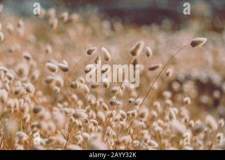 Bunny code erba in stile vintage; sfondo natura Foto Stock