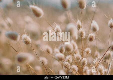 Bunny code erba in stile vintage; sfondo natura Foto Stock
