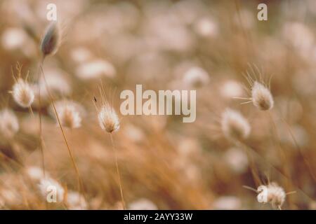 Bunny code erba in stile vintage; sfondo natura Foto Stock