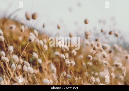 Bunny code erba in stile vintage; sfondo natura Foto Stock